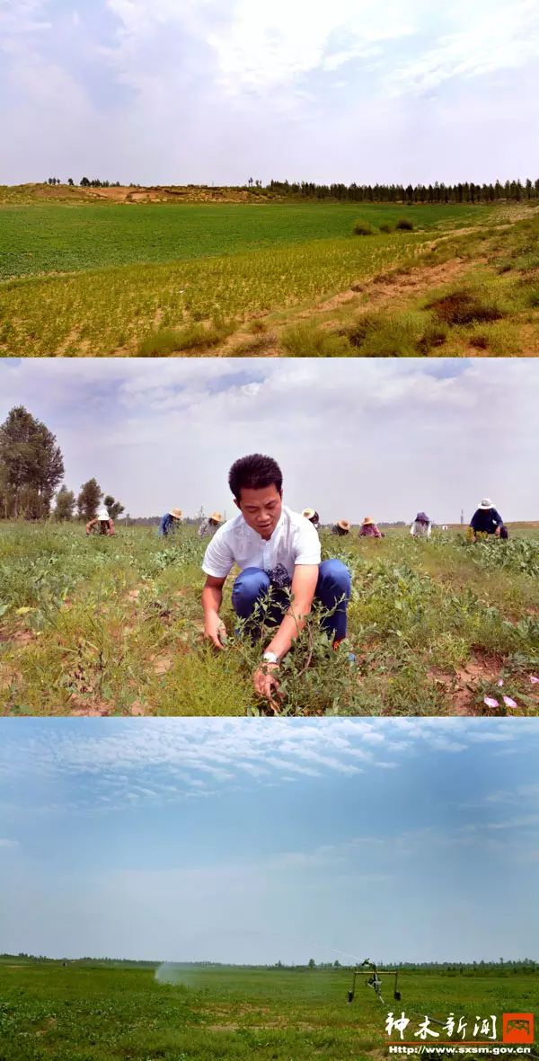 致富经种植_致富种植糖料蔗文案怎么写_致富种植专业合作社