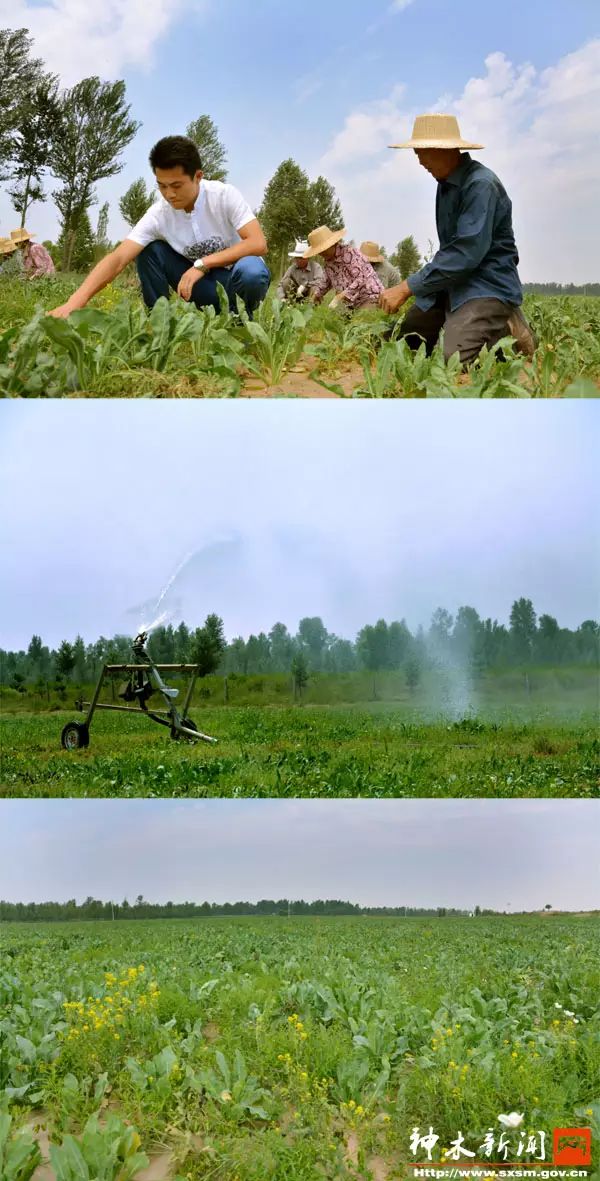 致富种植糖料蔗文案怎么写_致富种植专业合作社_致富经种植