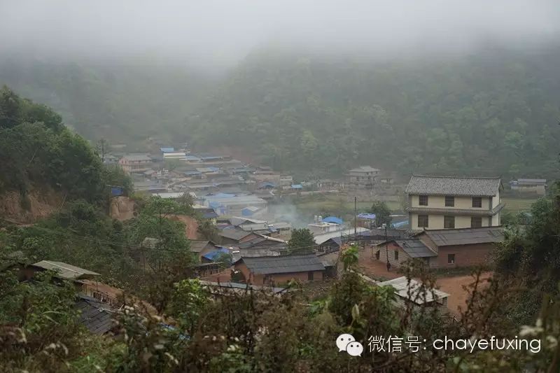 「刮风寨茶王树纪实」