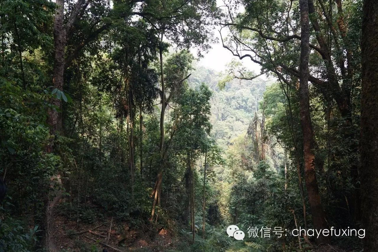 「刮风寨茶王树纪实」