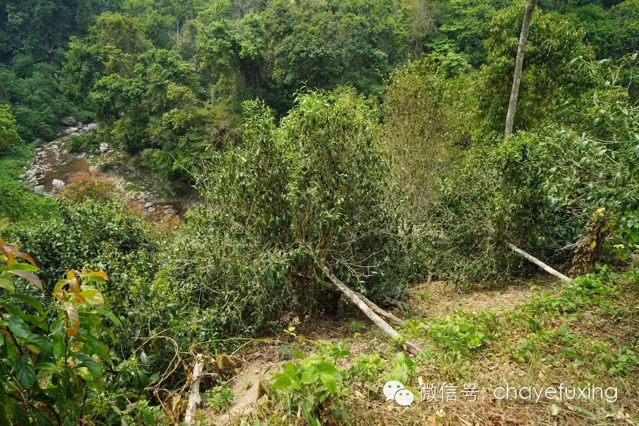 「刮风寨茶王树纪实」