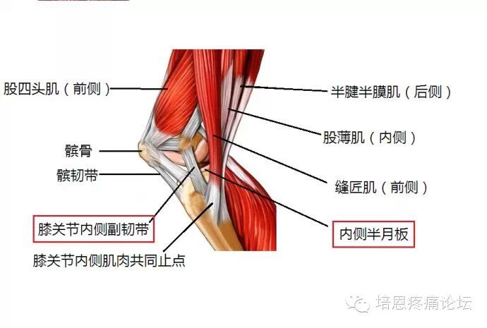 资料网 公众号文章 >> 正文  2,外侧肌肉:腓骨长肌——腓骨短肌——3