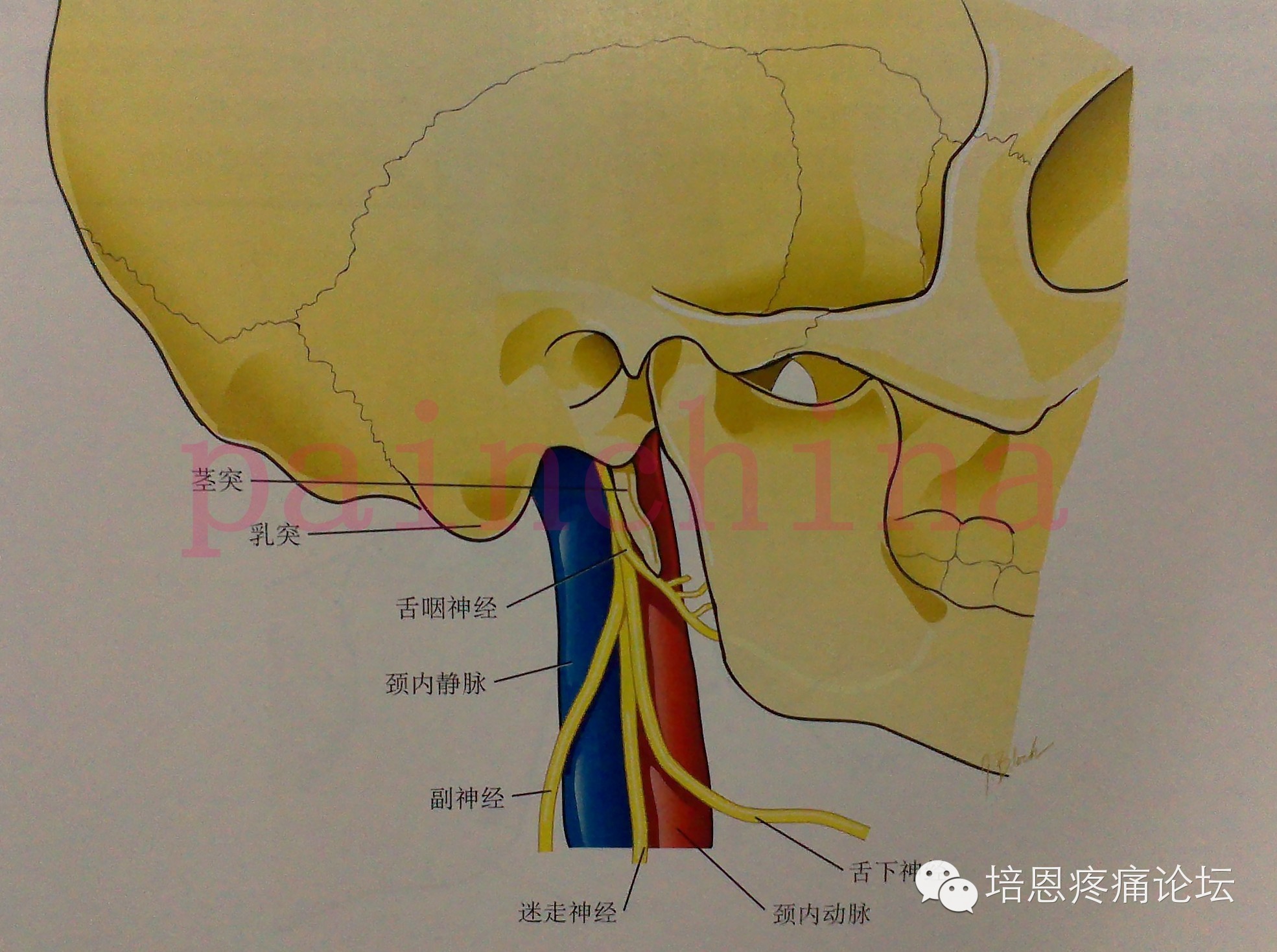 (2)应用解剖:舌咽神经起源于延髓外侧面,经颈静脉孔,同迷走神经和副