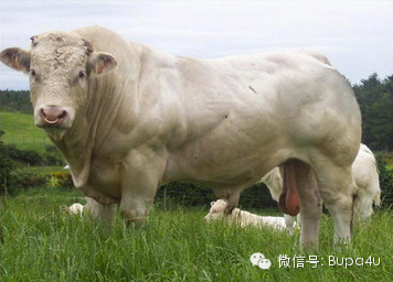 利木赞牛(limousin)