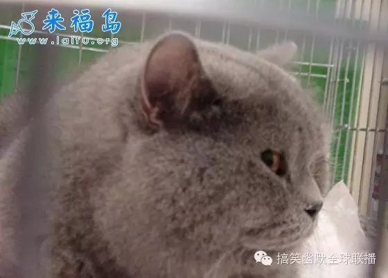 李小龙用双节棍打乒乓球那段真心帅炸了