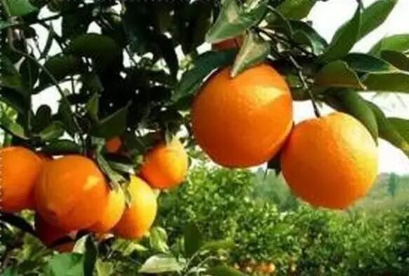 重庆开县属于哪个区_重庆市开县是什么区_重庆市开县是开州区吗