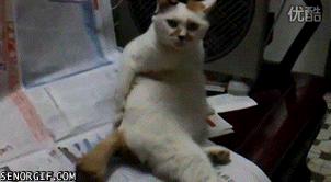 第一次看到喵星人挠屁屁,简直太猥琐了