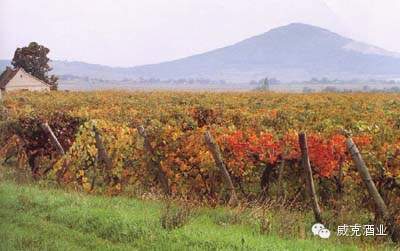 来自匈牙利最大酒庄的酒中珍品——维拉尼•酷威！