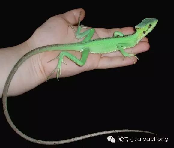 玉米锥头蜥(英文名:cone headed lizards,学名:laemanctus longipes)