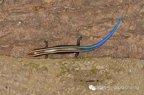 瑶山鳄蜥(英文名:chinese crocodile lizard,学名:shinisaurus
