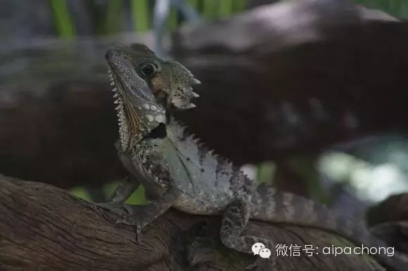 国内外常见蜥蜴,鬣蜥, 巨蜥,守宫, 变色龙图鉴