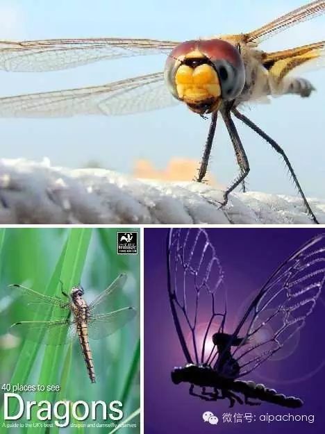 蜻蜓(dragonfly)的名字来自古代的民间传说,将它们描绘成已灭绝的龙