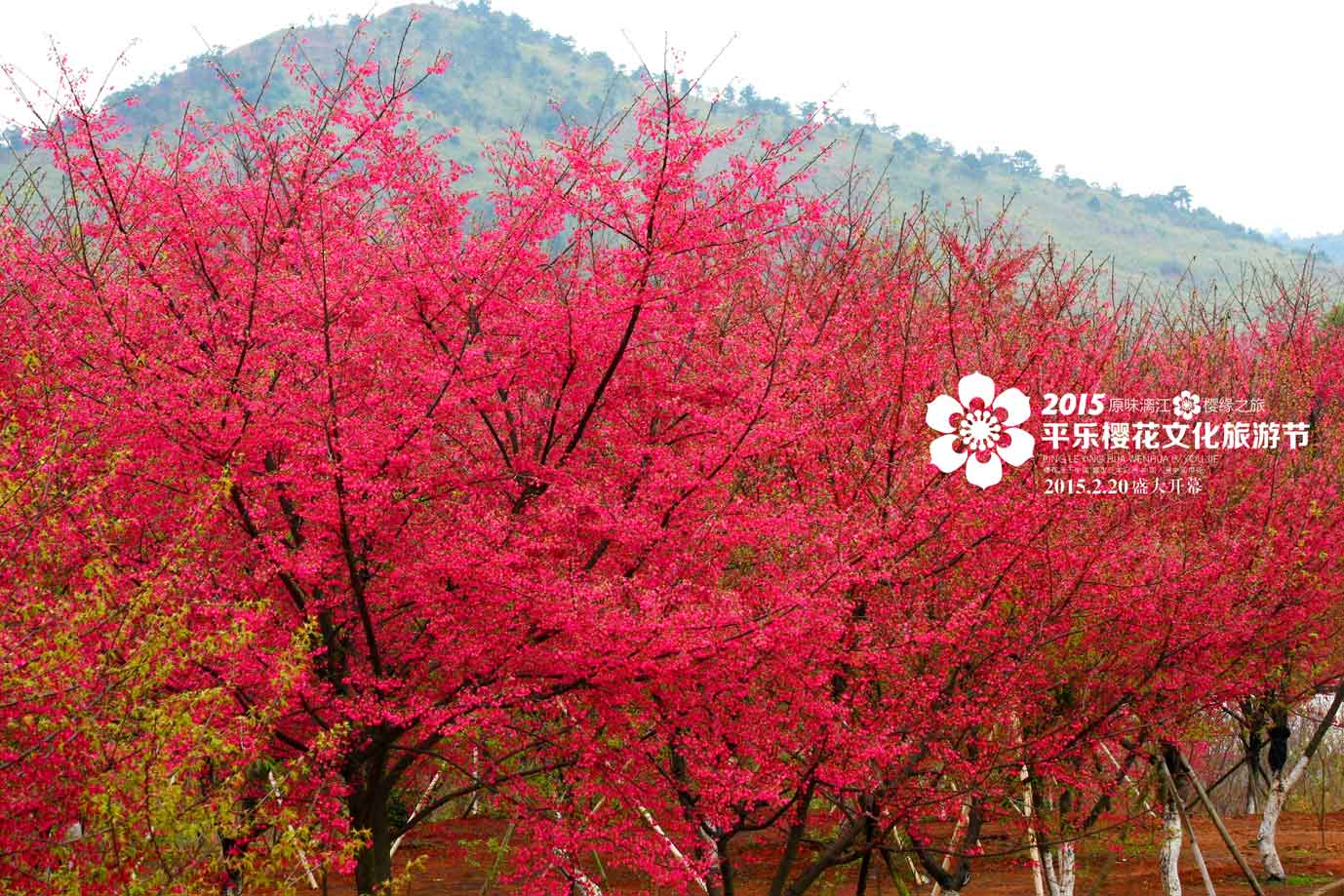 平乐樱花节彻底惹毛全国人民,游客大闹现场报警维权!101 / 作者:thkfh / 帖子ID:112226 平乐樱花节彻底惹毛全国人民,游客大闹现场报警维权!101 / 作者:thkfh / 帖子ID:112226