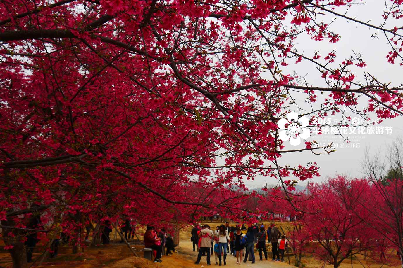 平乐樱花节彻底惹毛全国人民,游客大闹现场报警维权!679 / 作者:thkfh / 帖子ID:112226 平乐樱花节彻底惹毛全国人民,游客大闹现场报警维权!679 / 作者:thkfh / 帖子ID:112226