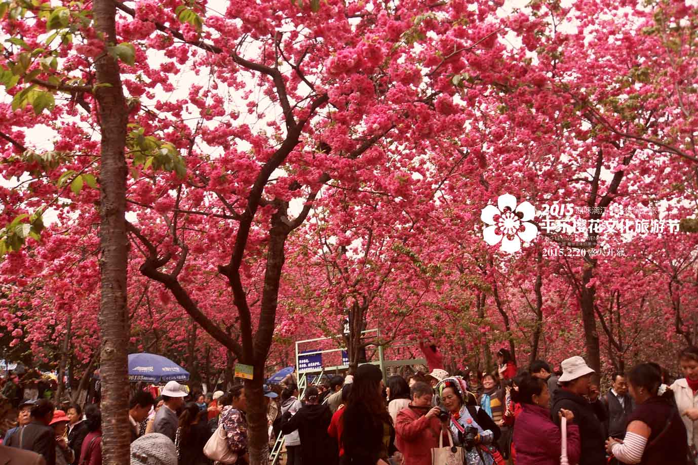 平乐樱花节彻底惹毛全国人民,游客大闹现场报警维权!696 / 作者:thkfh / 帖子ID:112226 平乐樱花节彻底惹毛全国人民,游客大闹现场报警维权!696 / 作者:thkfh / 帖子ID:112226