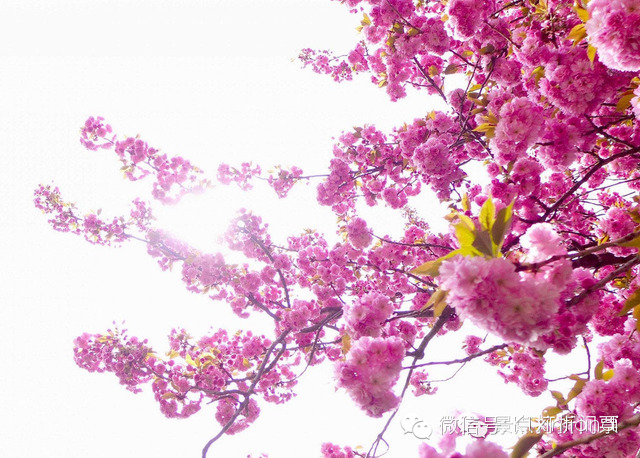 赏花正当时 阳春三月 桃花吐妍 K1新天地 新浪博客