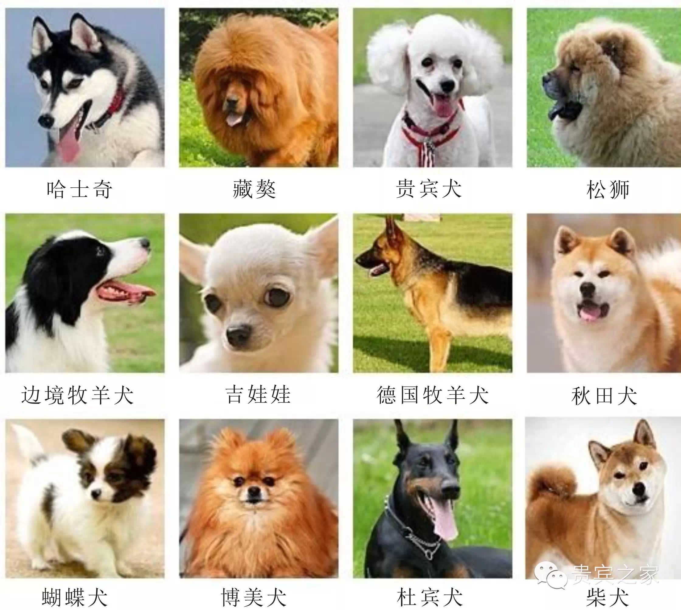对生人最不友善的狗狗: 银狐,迷你杜宾,巨雪,吉娃娃,秋田犬,沙皮