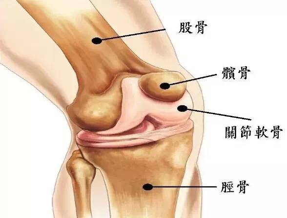 坚持一个月让你的膝盖年轻10岁的动作 龙岗网球协会 - suay123“阿庆嫂” - 阿庆嫂欢迎来自远方的好友! 坚持一个月让你的膝盖年轻10岁的动作 龙岗网球协会 - suay123“阿庆嫂” - 阿庆嫂欢迎来自远方的好友!