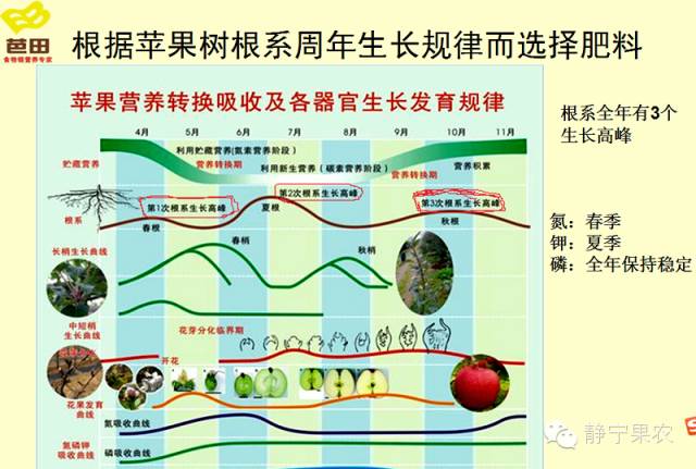 生长规律 2,静宁县4乡镇16户果农测土数据 二,《 静宁苹果周年施肥