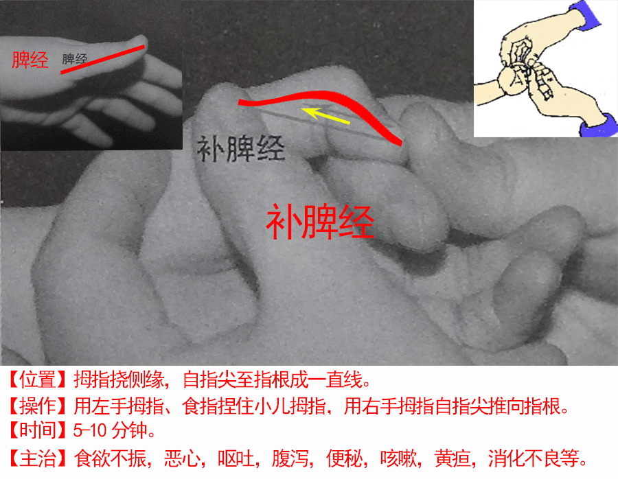 麻麻,肠胃保健的关键是,脾的保健,中医讲