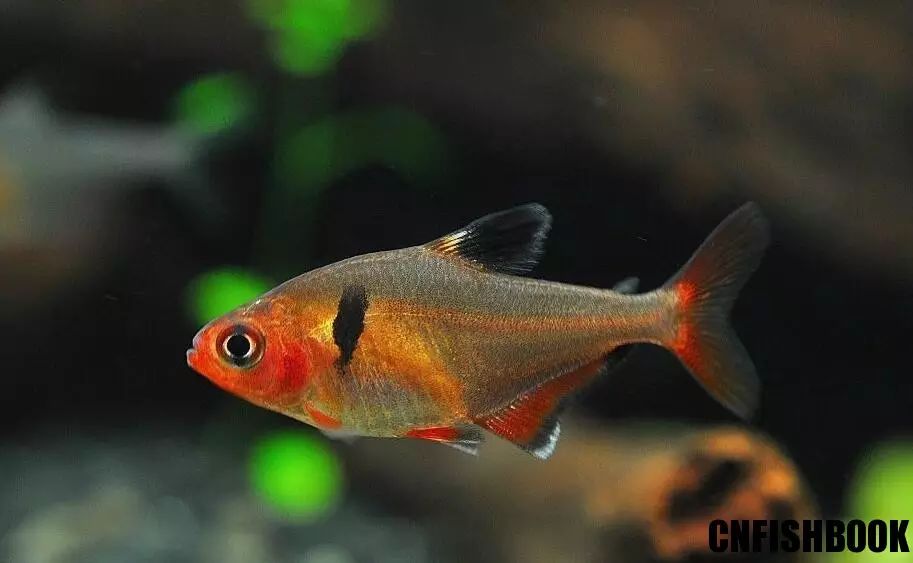 玫瑰扯旗-hyphessobrycon eques 又名:红旗;马魮脂鲤;红旗鱼 分布