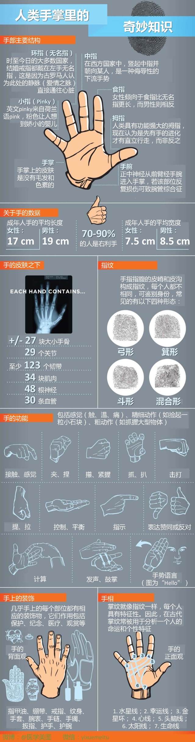 一图读懂—了解你的手