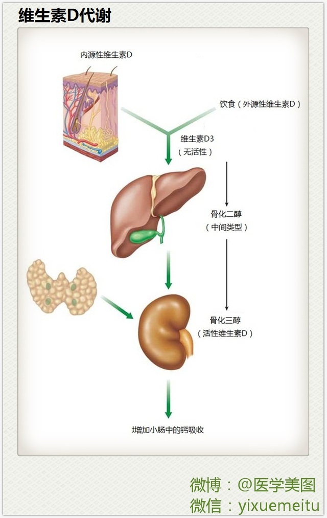 一图读懂—维生素D代谢
