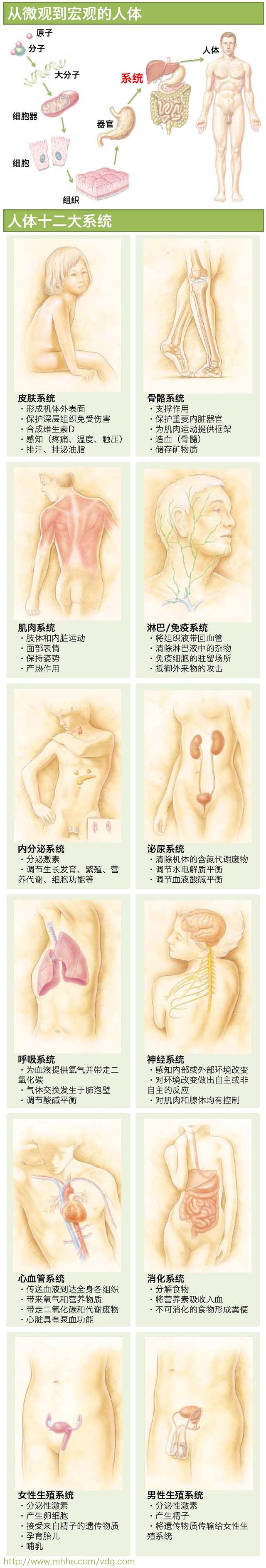 一图读懂—人体系统