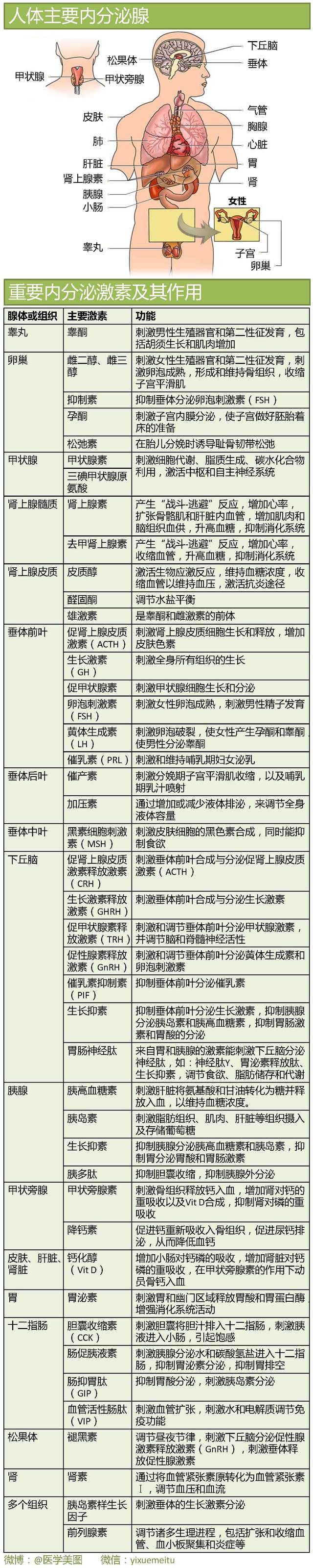 一图读懂—内分泌系统