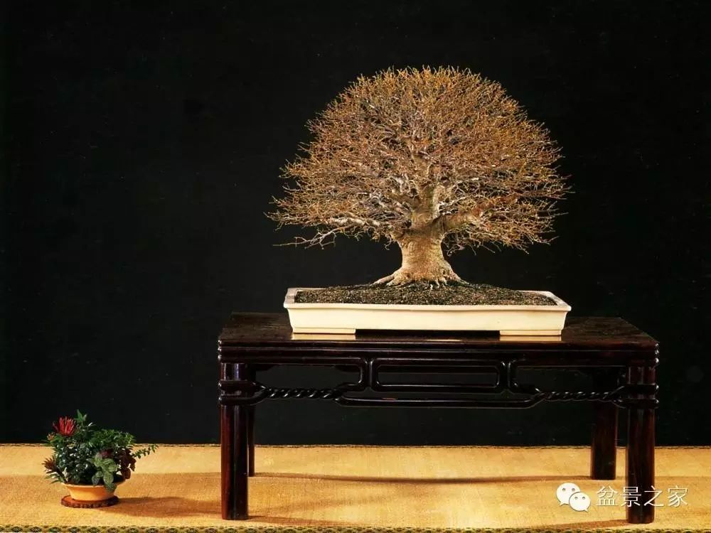 盆景实操 7--朴树卧杆造型图解