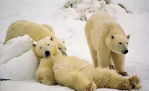 这个伟大的摄影师 一生为熊拍写真 最后却被熊拍死了 自由微信 Freewechat