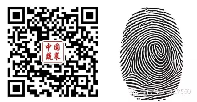 無紡布在蔬菜大棚上都怎么用？  第3張