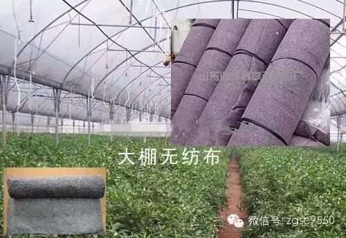 無紡布在蔬菜大棚上都怎么用？  第2張