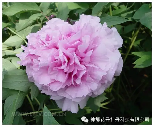 洛阳牡丹品种介绍-智农361-农事百科