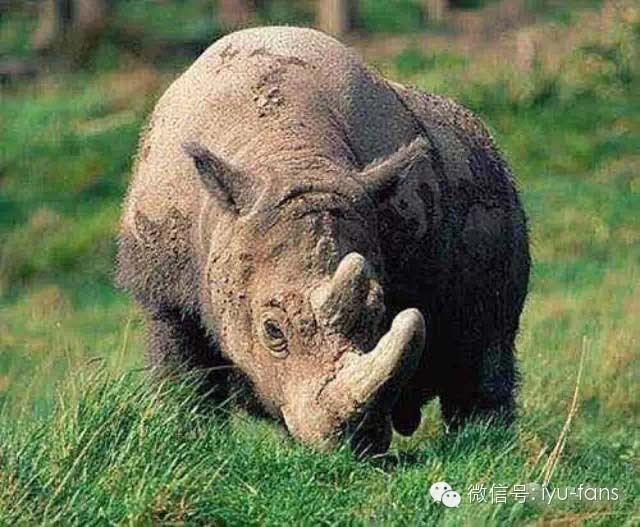 犀牛角与水牛角、蹄子料的鉴别