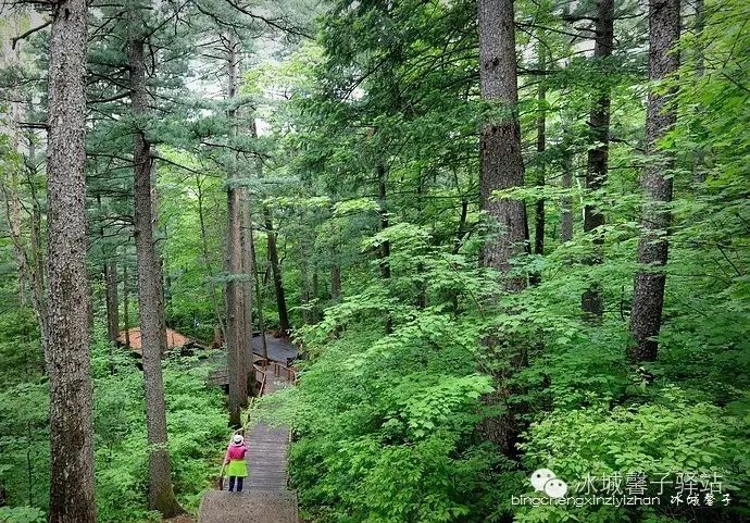 一场穿越时空的旅行:镜泊湖火山口地下森林