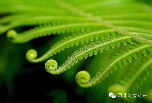 蕨类植物
