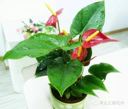 观花植物