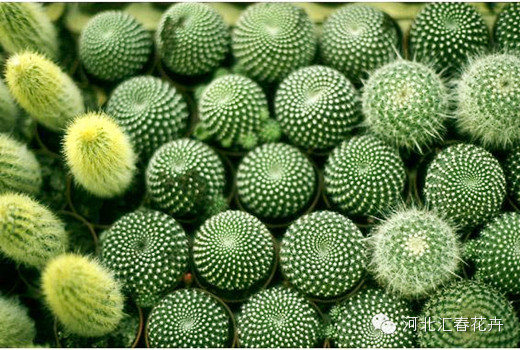仙人掌