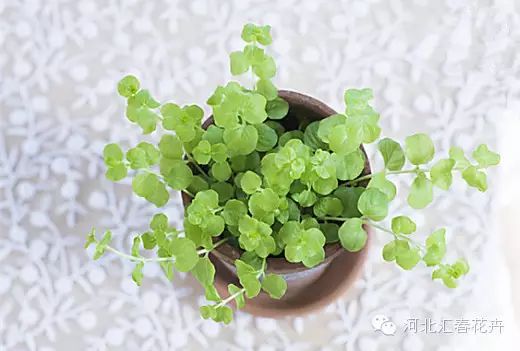植物盆栽