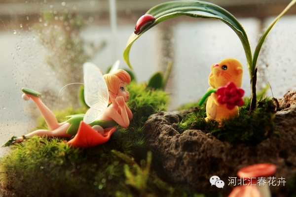 家庭苔藓盆栽