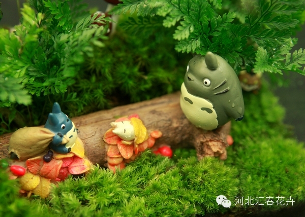家庭苔藓盆栽