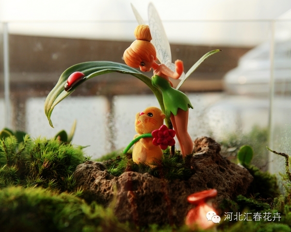 家庭苔藓盆栽