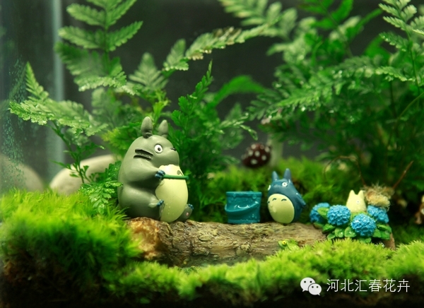 家庭苔藓盆栽