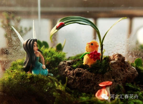 家庭苔藓盆栽