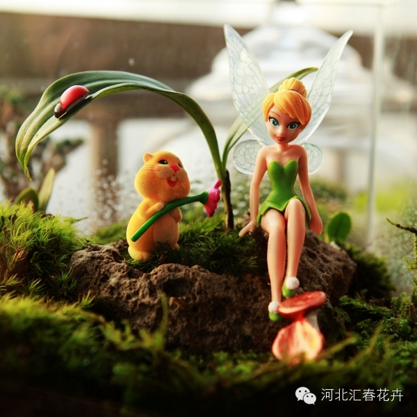 家庭苔藓盆栽