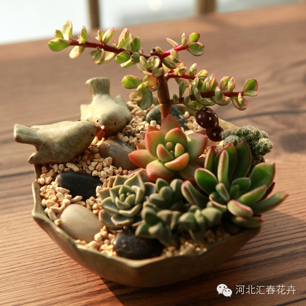 家庭苔藓盆栽
