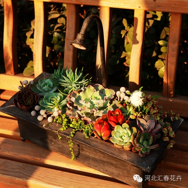 家庭苔藓盆栽