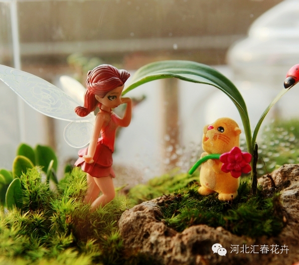 家庭苔藓盆栽