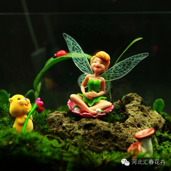 家庭苔藓盆栽